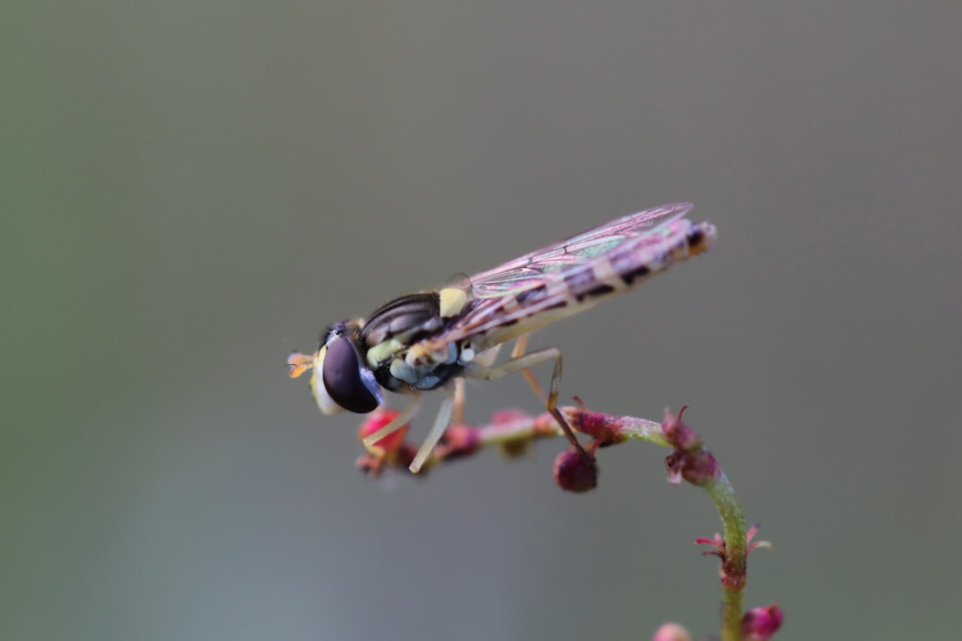 Photo Edible insects