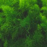 Sztuczna fotosynteza: rewolucja w produkcji energii 17 Photo artificial photosynthesis