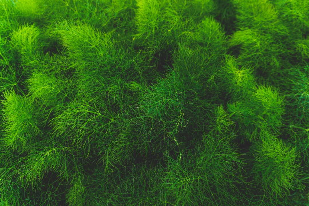 Sztuczna fotosynteza: rewolucja w produkcji energii 8 Photo artificial photosynthesis