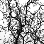 Zioła neuroprotekcyjne: naturalna ochrona mózgu 18 Photo neuroprotekcyjne