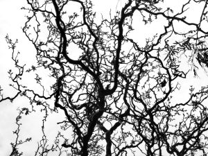 Zioła neuroprotekcyjne: naturalna ochrona mózgu 19 Photo neuroprotekcyjne