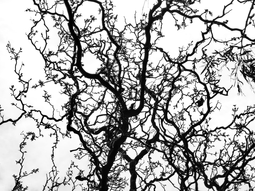 Zioła neuroprotekcyjne: naturalna ochrona mózgu 11 Photo neuroprotekcyjne