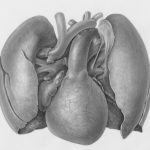 Photo kardioprotekcyjne